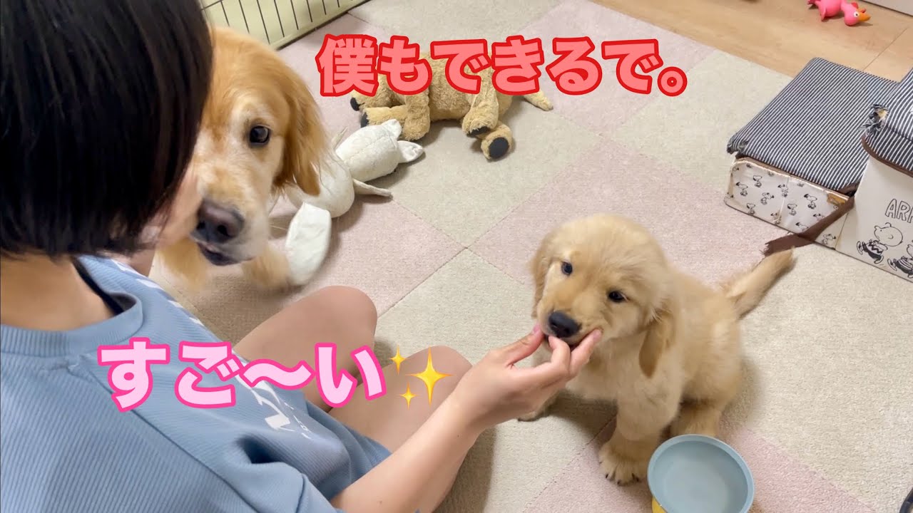 弟犬が褒められると、自分も出来るんだと割って入ってくる嫉妬全開な愛犬【ゴールデンレトリバーとミニチュアダックスフンド】