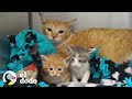 Familia de gatos vivían en un sofa hasta que fueron rescatados | El Dodo