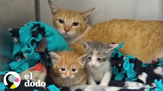 Familia de gatos vivían en un sofa hasta que fueron rescatados | El Dodo