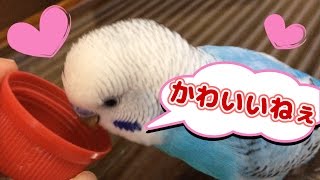 みーたん インコちゃんクリップペット ミニインコ みーたん様専用