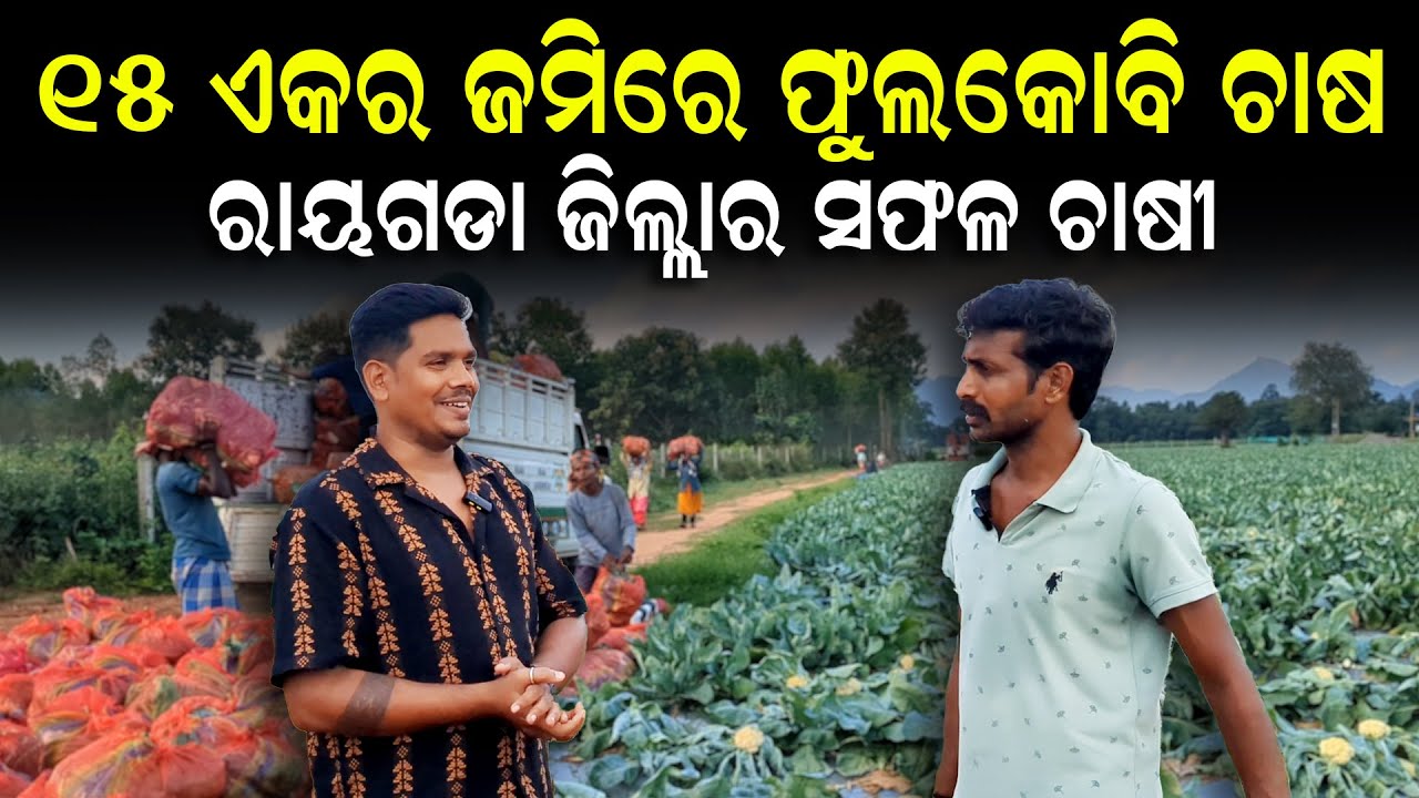 Panipariba chasa odisha [ ଭୁବନେଶ୍ୱରକୁ ଯାଉଛି ଟ୍ରକ ଟ୍ରକ କୋବି ] Phula kobi chsa odisha