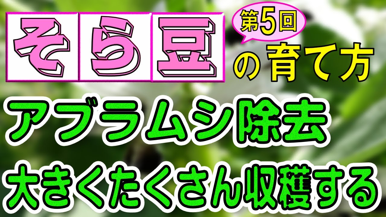 5 そら豆の育て方 アブラムシの除去 冬越しのポイント 整枝のやり方 支柱立てのタイミング 土寄せ Youtube