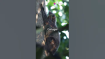 Sunda Colugo + Also known as the flying lemur #manakin #martialeagle #junglebird #flyinghippo