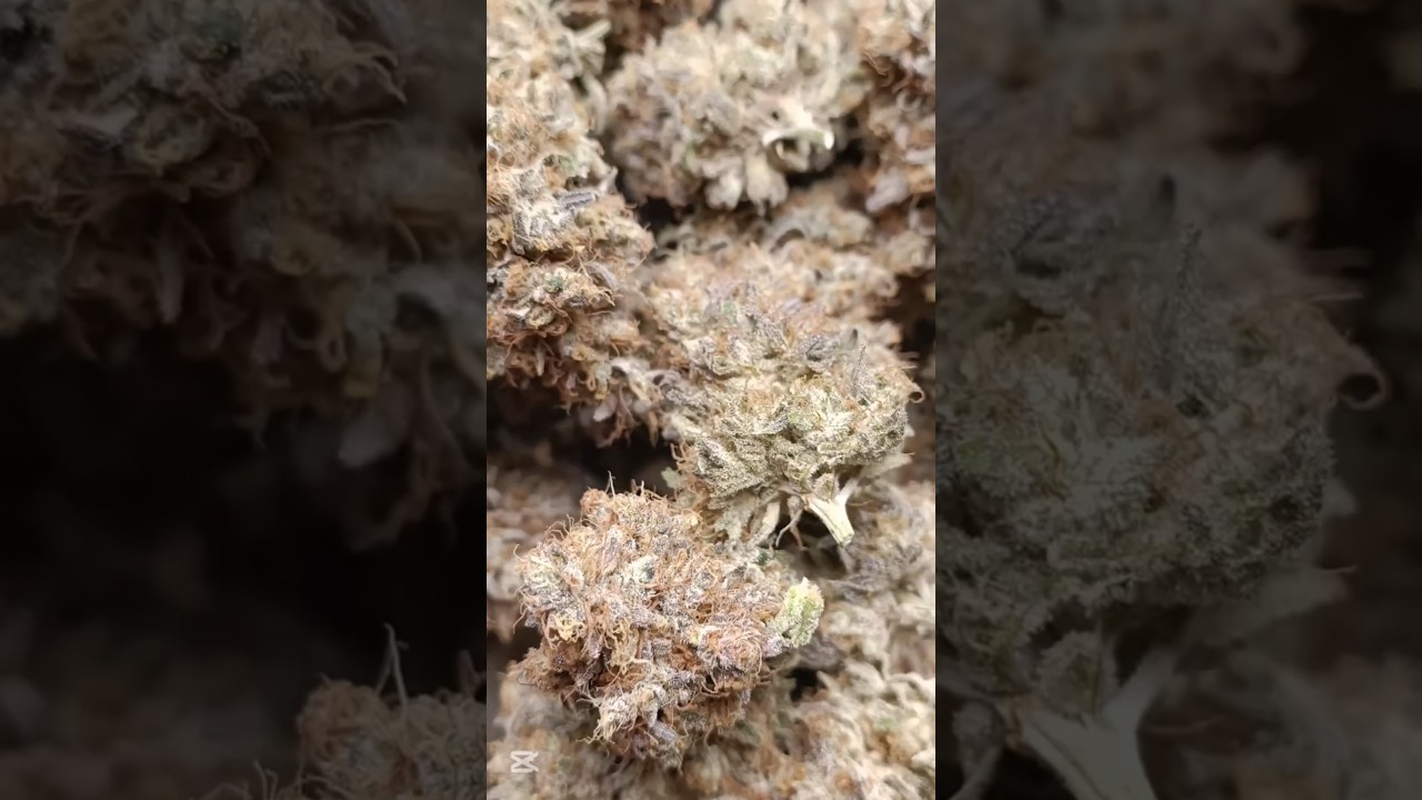 Sour Strawberry #diy #cannabisdaily #cannabisheals #cannabis #cannabiseducation