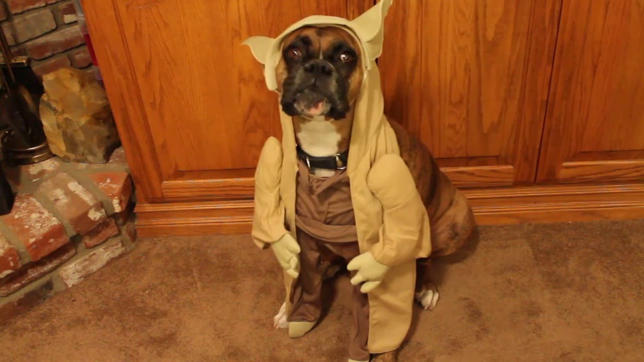 Star Wars The Force Awakens Joy As Yoda Dog Of Wisdom And Advice Youtube