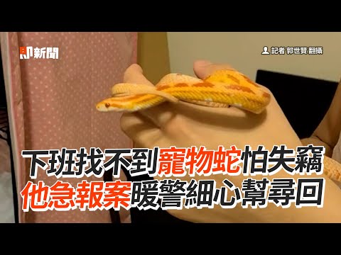 下班找不到蛇蛇急報案！暖警細心幫尋回🐍｜寵物動物｜玉米蛇