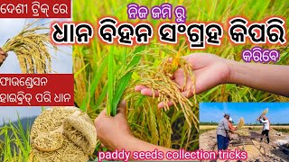 ନିଜ ଜମି ରୁ ବିହନ ସଂଗ୍ରହ କରିବେ କିପରି  //ଧାନ ବିହନ ସଂଗ୍ରହ ଟ୍ରିକ୍//paddy seeds collection tricks