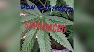 Suprem CBD Durban  Don Cultiveta Parte 3 Exterior Nirvana