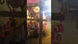 White Beauty of Mandi 👑 | 1 Million Views Price of this White Beauty? 🤑 💰 #CattleMarket2026