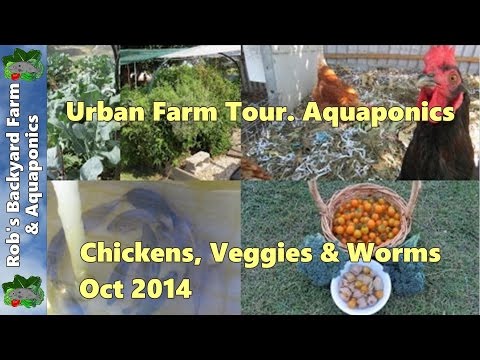 backyard-farm-tour..-aquaponics,-chickens,-veggie-patch-&-worms..-oct-2014