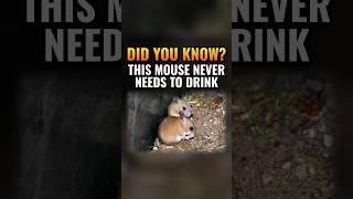 This Desert Mouse Never Drinks Water