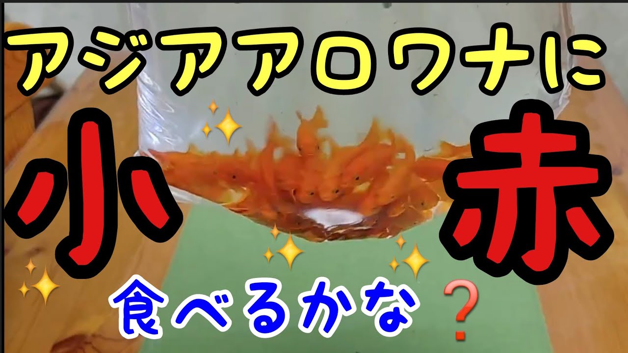 アロワナに小赤上げてみました 果たして食べるでしょうか Youtube