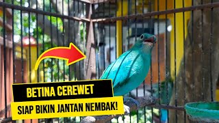 Masteran Cucak Ijo Betina Gacor Cerewet Emosi Siap Bikin Jantan Manapun ikut Nyaut