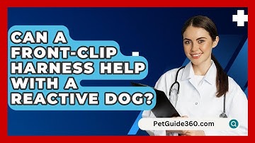 Can A Front-clip Harness Help With A Reactive Dog? - PetGuide360.com
