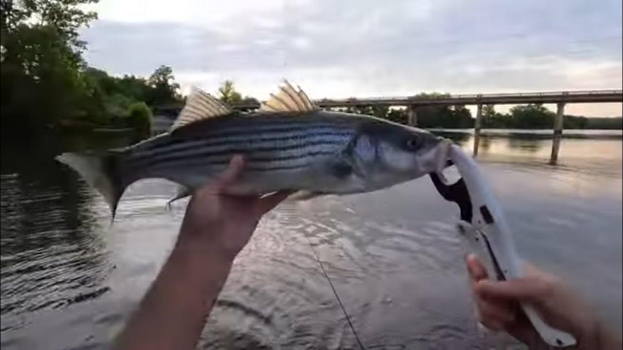 Stripers Every Cast, Gaston Bridge, Roanoke river, Weldon NC Rockfish