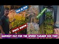 harvest day for the rest of spider farmer tent. 