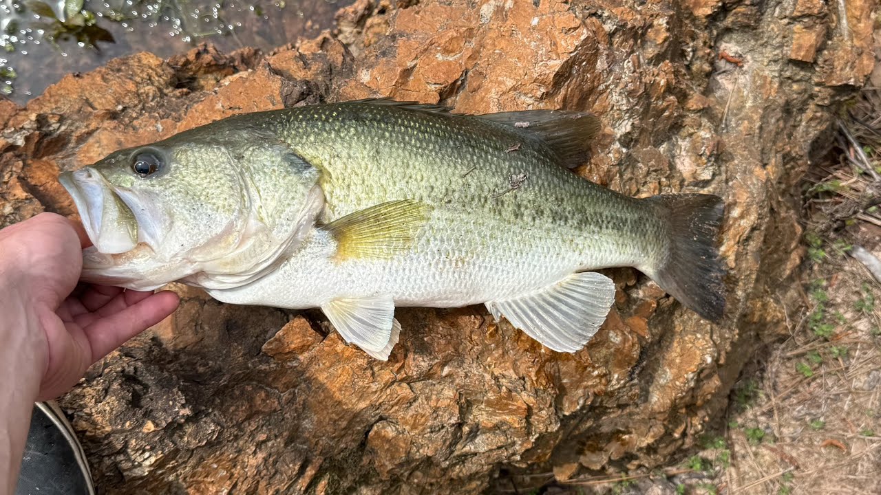 Awesome First Video Of 2025! (Big Bass Caught!)