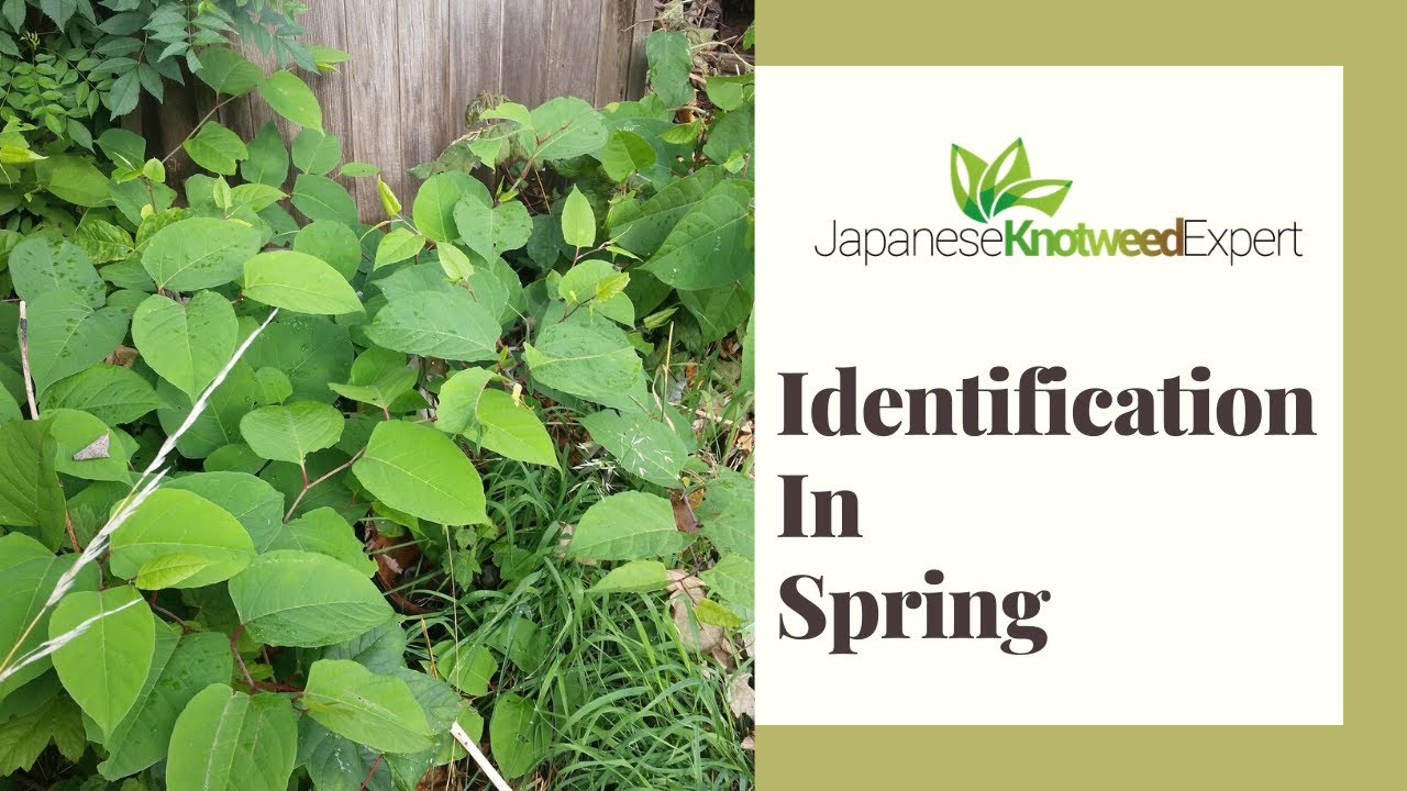 Japanese Knotweed Identification in Spring