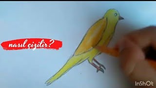 kuş nasıl çizilir ? | kanarya çizimi | how draw a canary?