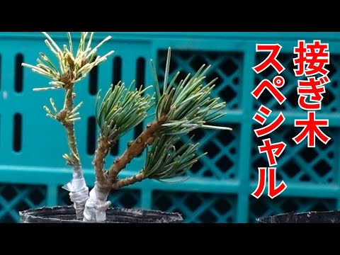 珍しい松を接ぎ木が失敗してやり直す！ - YouTube