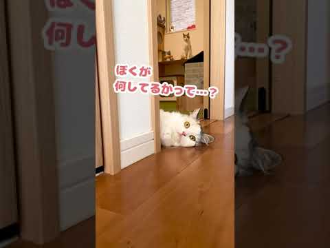 ヒマすぎてダレまくる猫【おしゃべりする猫】 #Shorts