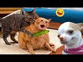 Funny dogs and catss 2024   best funniest animals of the week 6