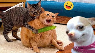 Funny Dogs And Cats Videos 2024 - Best Funniest Animal Videos Of The Week 