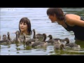 Christian Moullec Teaches & Bonds with Goslings (Narrated by David Tennant) - Earthflight - BBC One