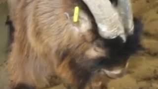 الماعز القزم  مزرعة الموسى