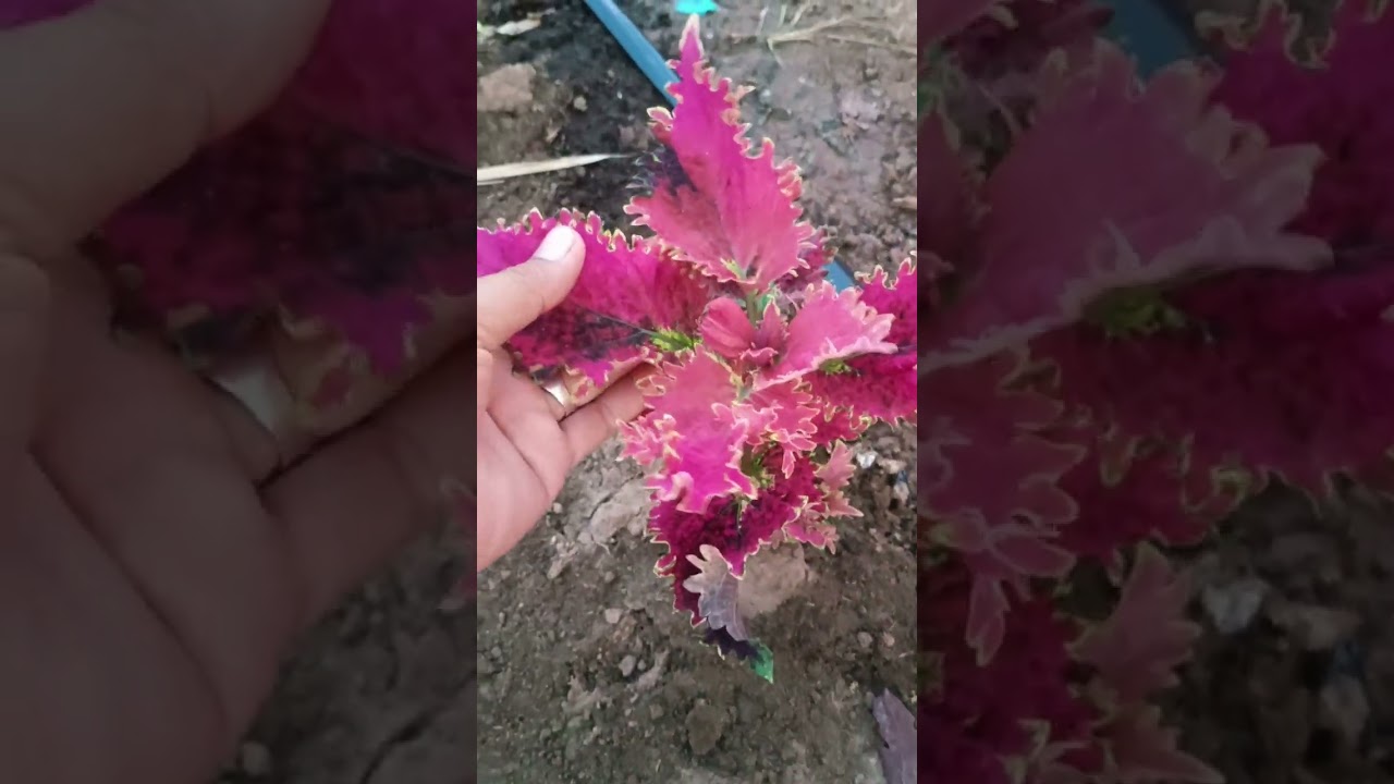 ฤาษีผสมชุดนี้ปลูกได้เดือนกว่าค่ะวันนี้17กุมภา69