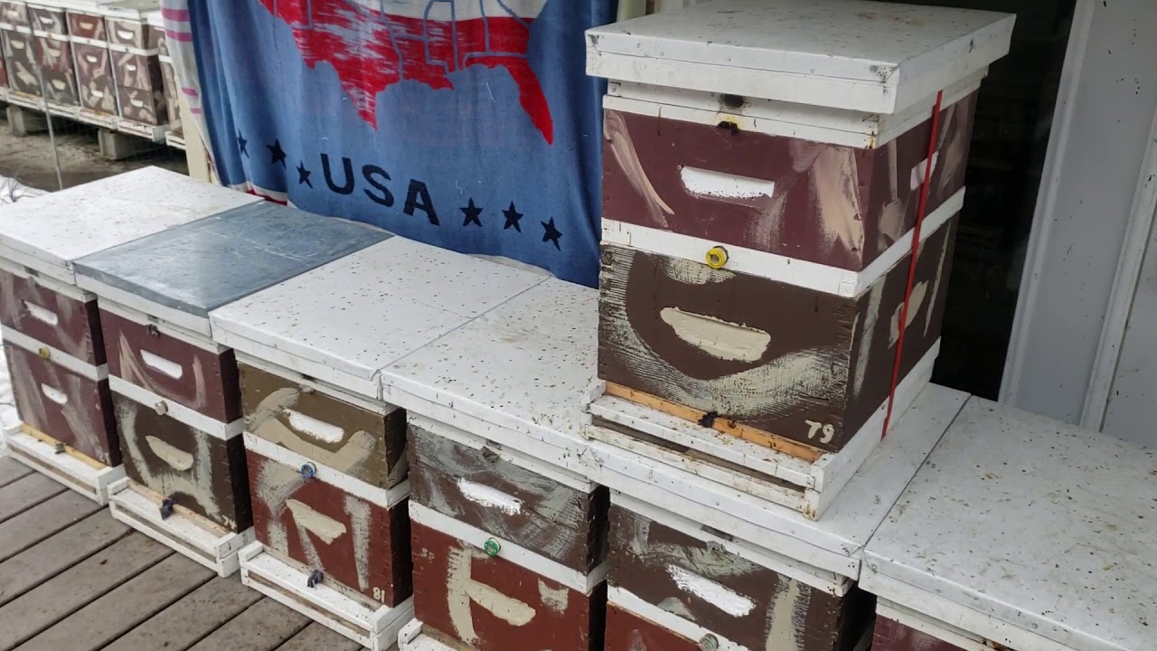 BEEKEEPING CHALLENGE/Northern Beekeepers Can You Out Perform Me?