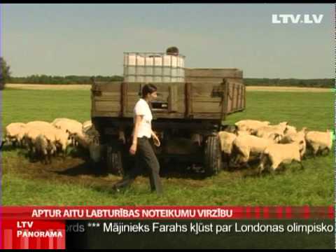 Video: Pārsteidzošas Atšķirības Starp Aitām Un Kazām