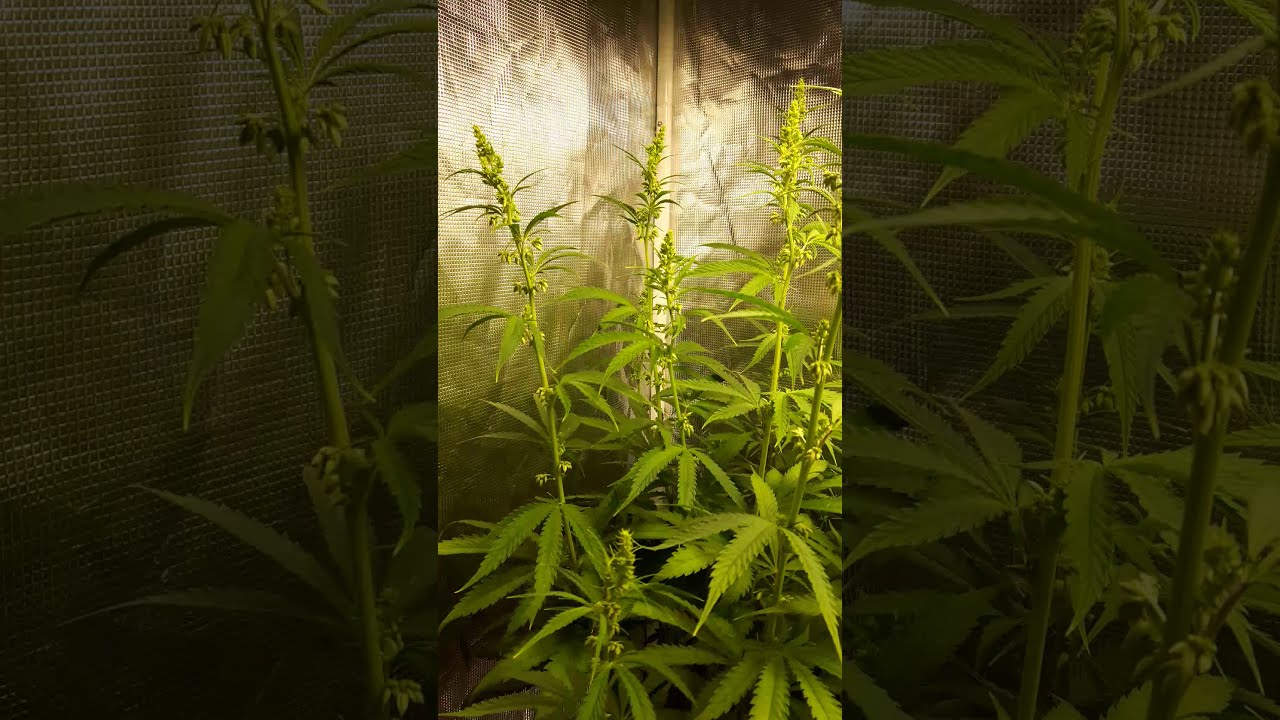 HLG QUANTUM BOARD GROW 1WEEK OF FLOWER