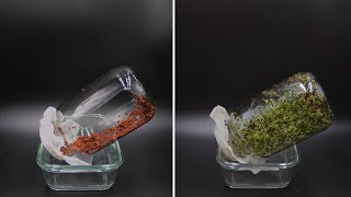 Growing Broccoli Sprouts In A Jar Time Lapse