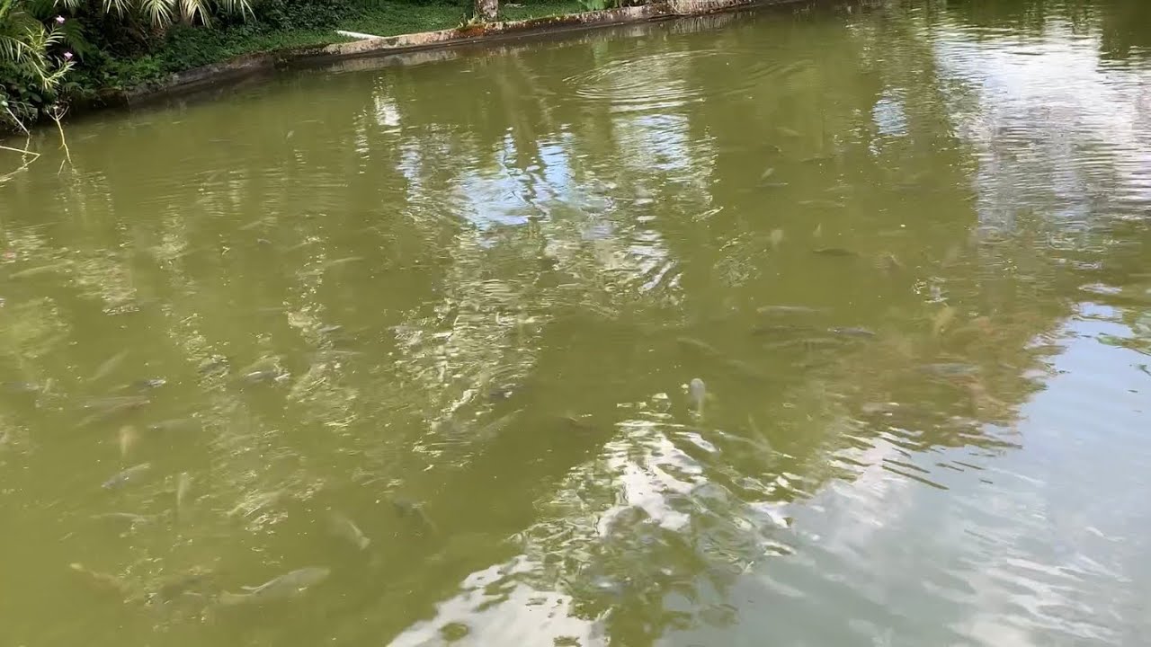 Como controlar a população de tilápias no lago , mostrando os peixes que fazem o controle ! 