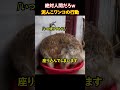 絶対人間だろｗ泥んこワンコの行動