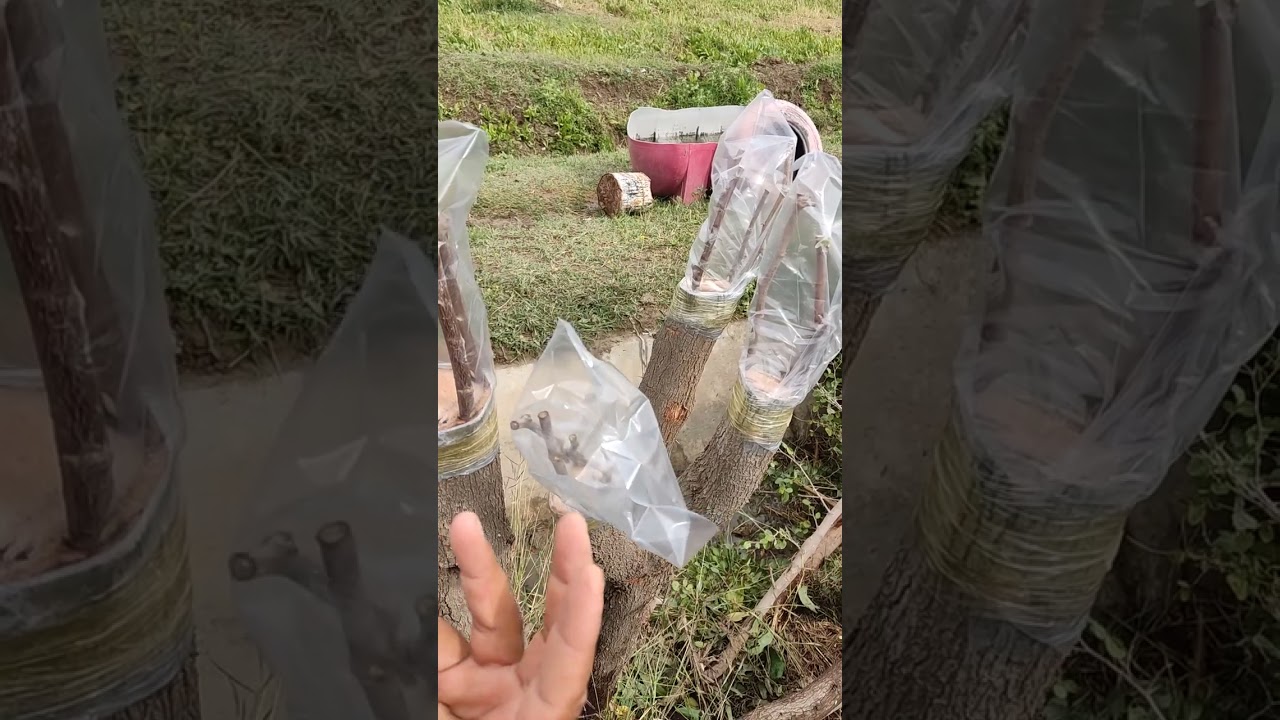 تطعيم شجرة السدر العادية بنوع السدر العرموطي والتفاحي