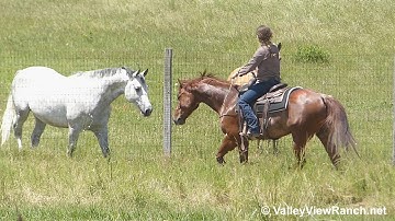 Rex Named Sioux - bridleless working gate, working flag, checking fence! - ValleyViewRanch.net