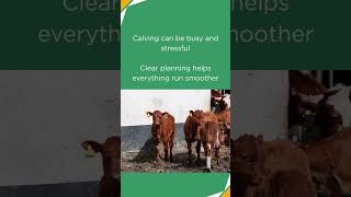 Healthy calves start with good planning