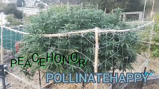 Outdoor pollination of the banana kush
