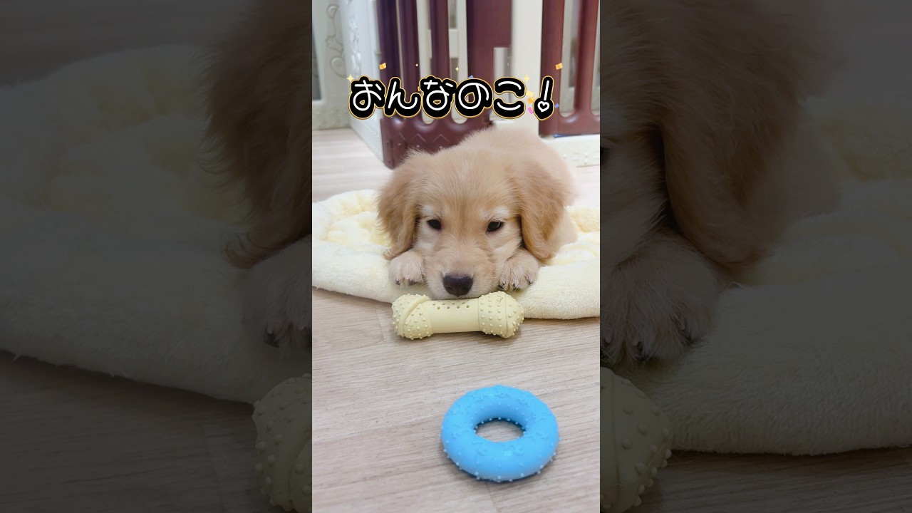 ゴールデンレトリバー | ペットショップ マルワン 小さめ子犬 美形な