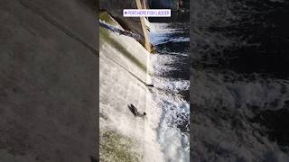 Salmon Run Port Hope 2024 #nature#salmonrun #fish #ontario