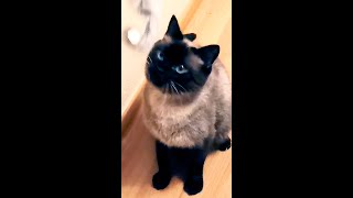 😸 Playing with a mouse | Slow play | Cat Chronicles #cat #shorts by Cat Chronicles 92 views 3 months ago 1 minute, 7 seconds