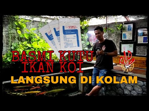 Cara Menghilangkan Kutu Pada Kolam Koi