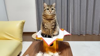 鏡開きをしたら猫神様が降臨しました!