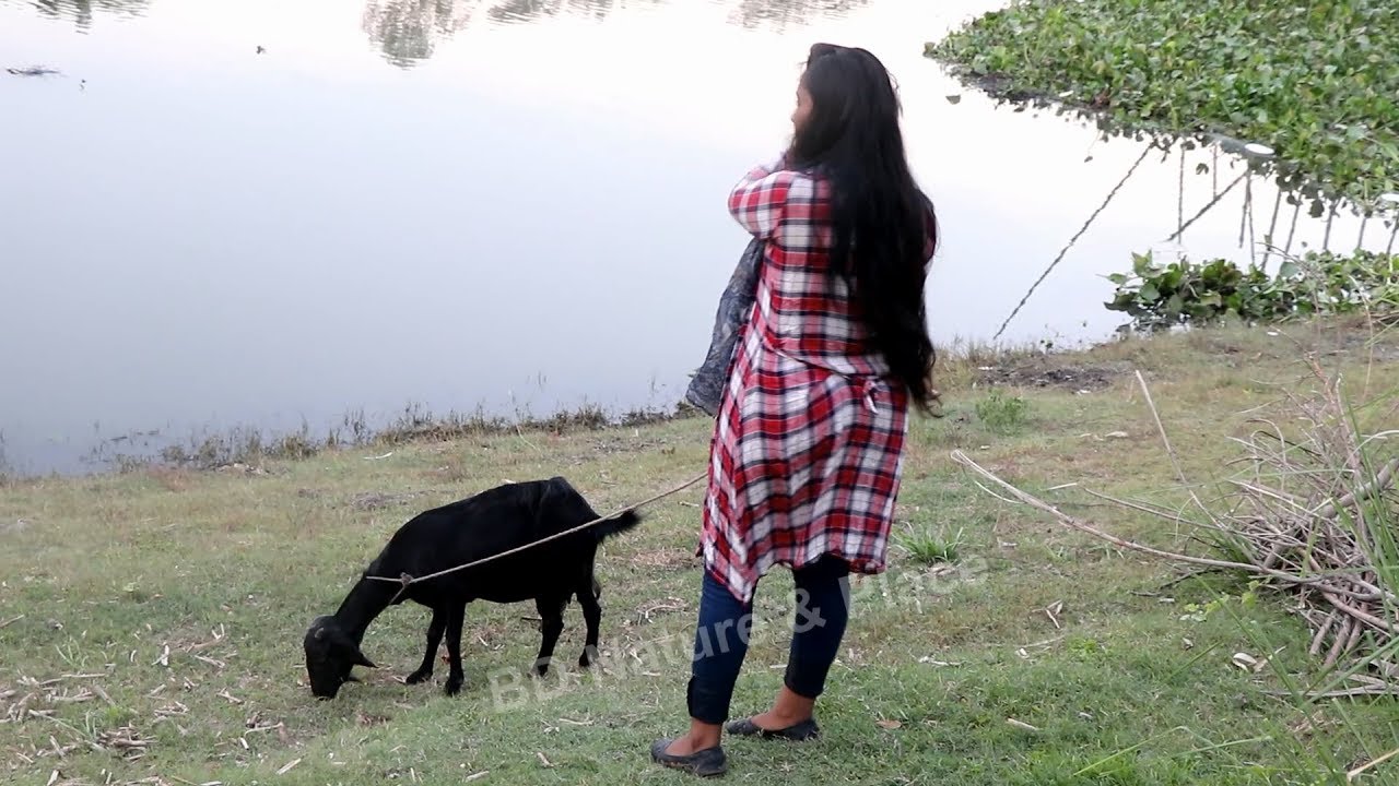 goat food। village beautiful Girl goat`s service। goats grass feeding। Goat's feeding। village life