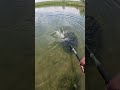 😲 We were not expecting this FATTY of a CATFISH! #shortsfishing #catfish