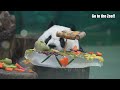 驚嚇！體力柔弱的圓仔吃蛋糕 重心不穩 差點摔倒？Shock!  Panda Yuan Zai almost fell from the table? お誕生日おめでとう  생일 축하합니다