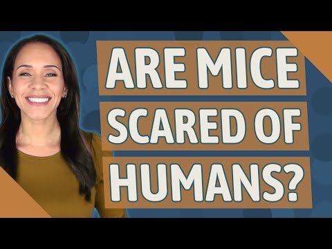 Are mice scared of humans?