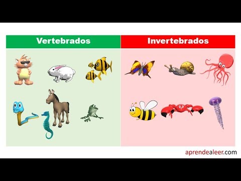 Los animales vertebrados son